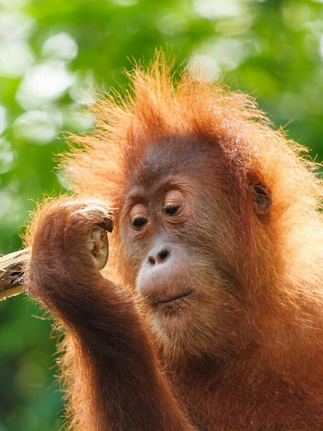 orangutan baby monkey