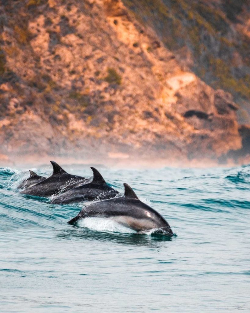 Delfin in der Nähe der Küstenlinie