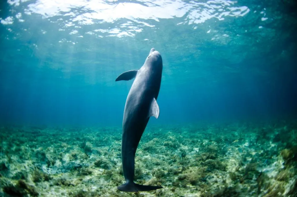 Delfín en el mar