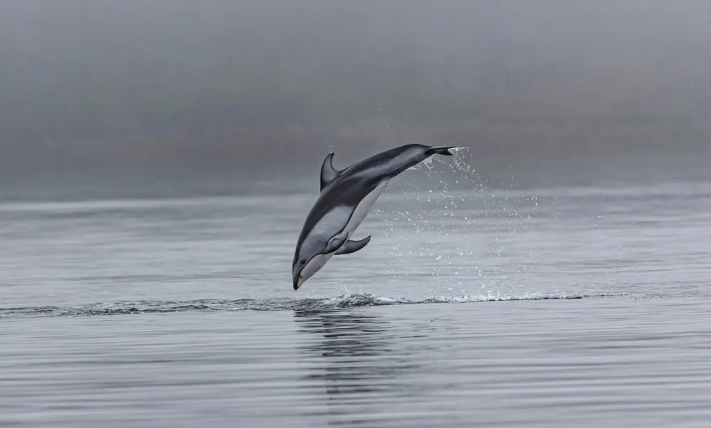 delfín nadando solo