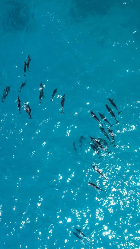 grupo de delfines viajando