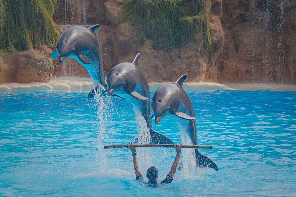 Espectáculo con delfines