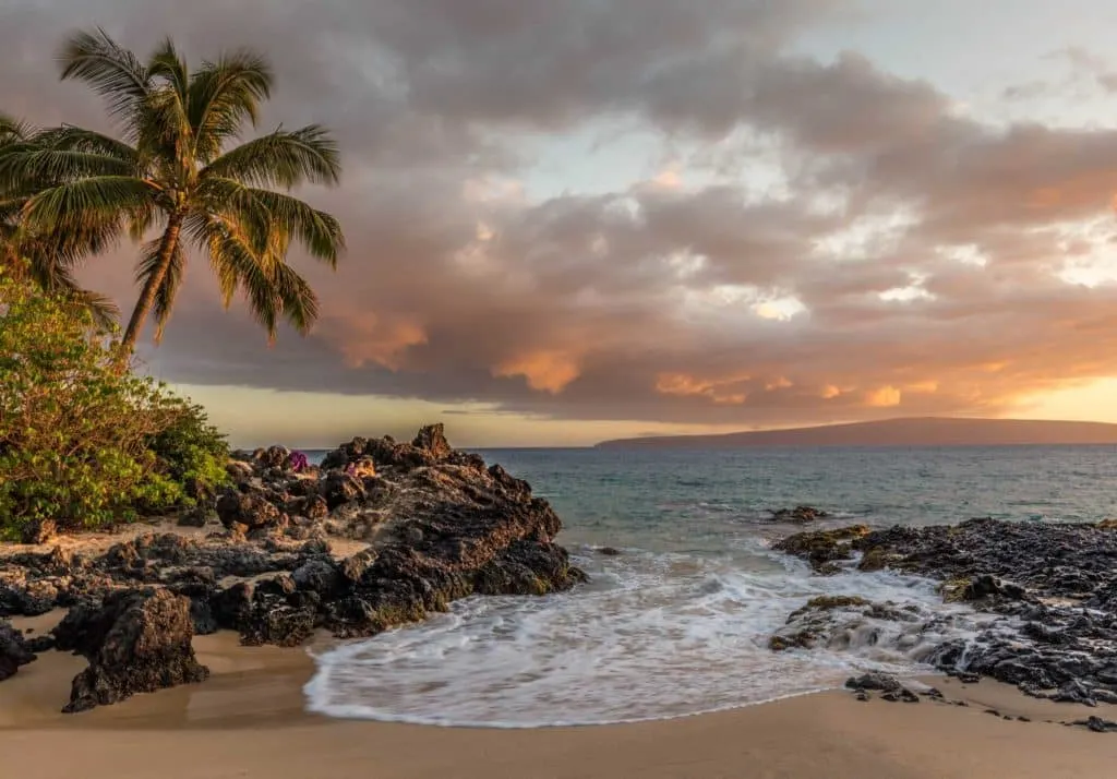 Hawaii-Palme