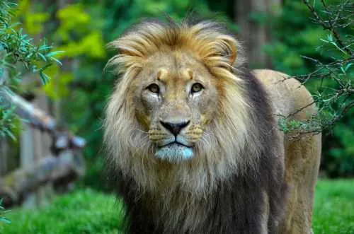 indian lion Best Places to See Lions