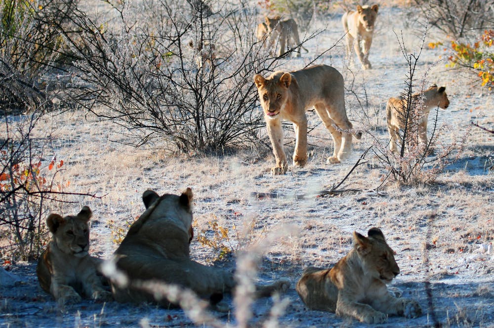 Löwe Botswana