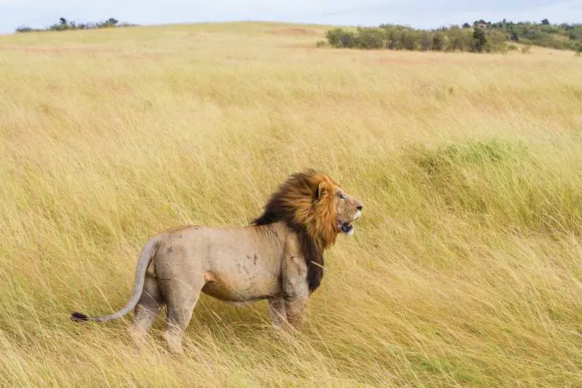 male lion serengeti park