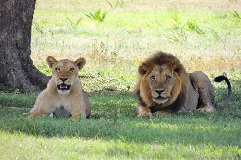 Best Places to See Lions