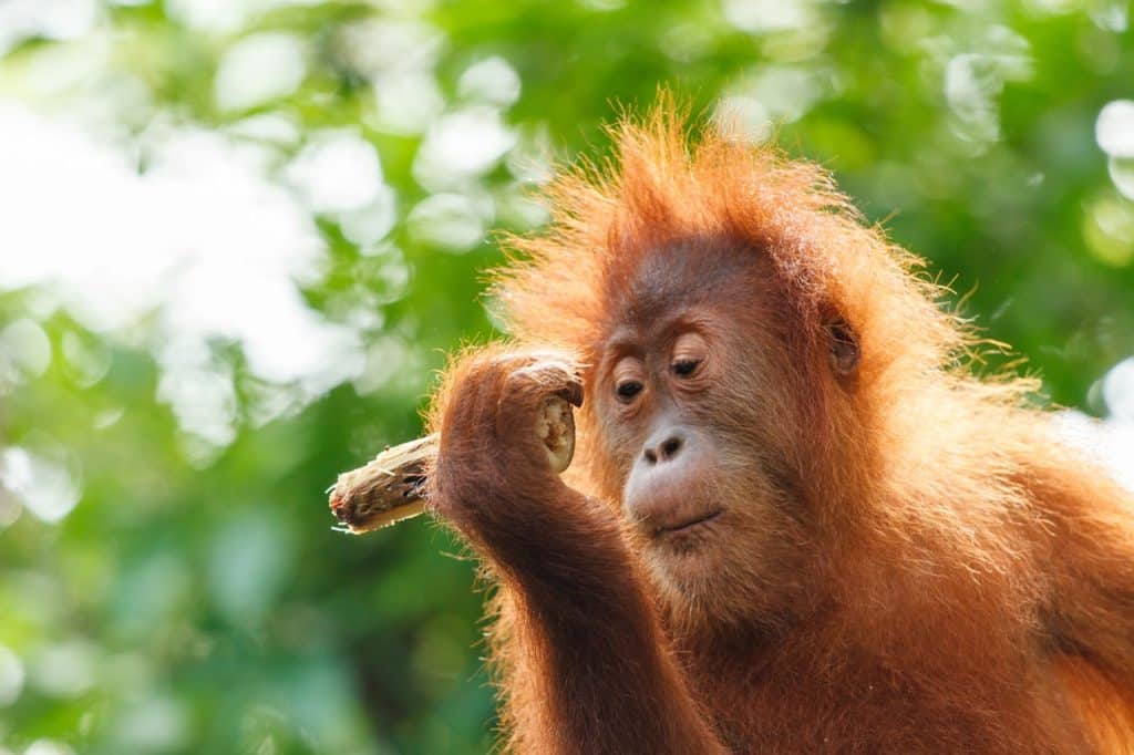 cría de orangután