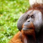 Dónde ver orangutanes salvajes