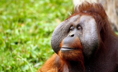 Orangutangesicht