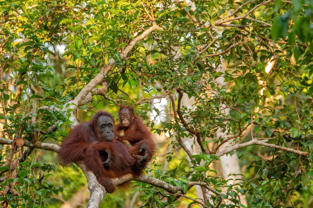 familia de orangutanes
