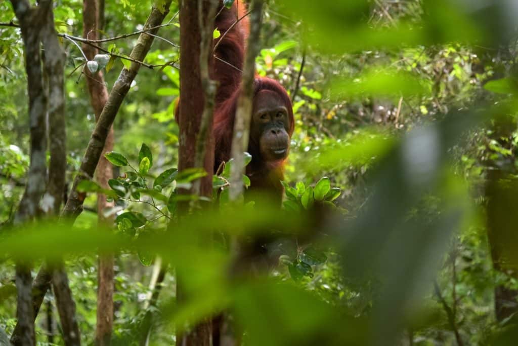 orangutanes en la jungla