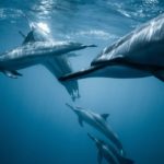 Los mejores lugares para bucear y nadar con delfines