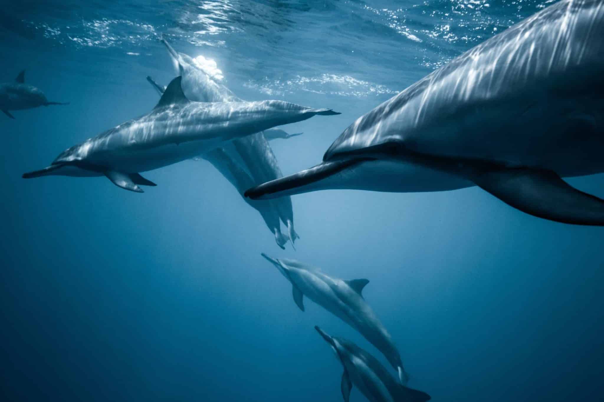 Mit Delfinen Schwimmen und Tauchen