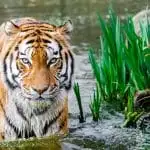 Tours y safaris con tigres: todo lo que necesitas saber