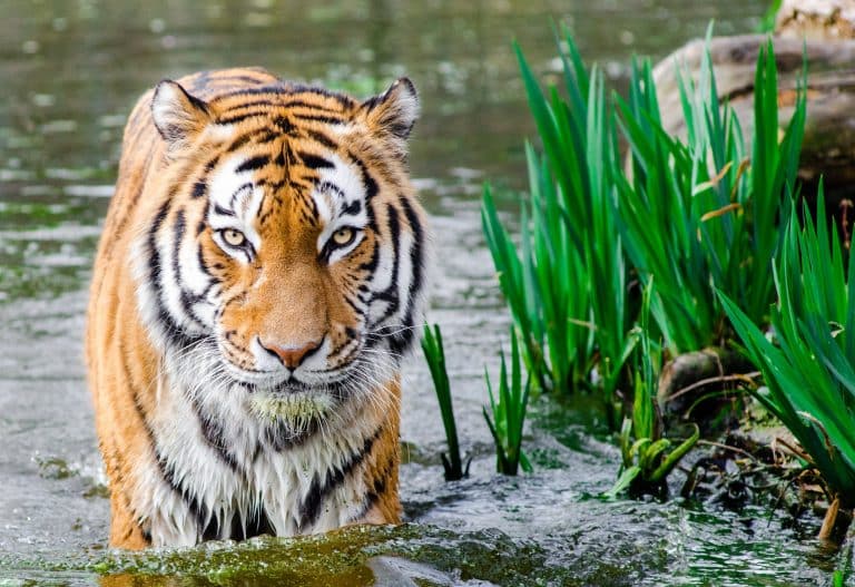 a tiger takes a swim
