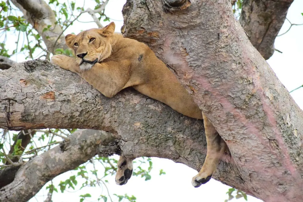 tree lion in uganda Best Places to See Lions