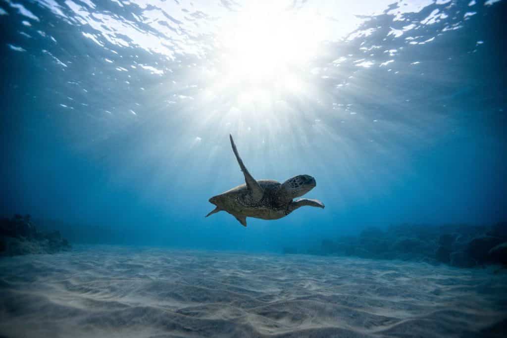 Schildkröte im großen Meer