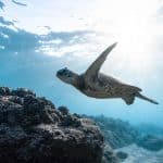 Mit Schildkröten schwimmen