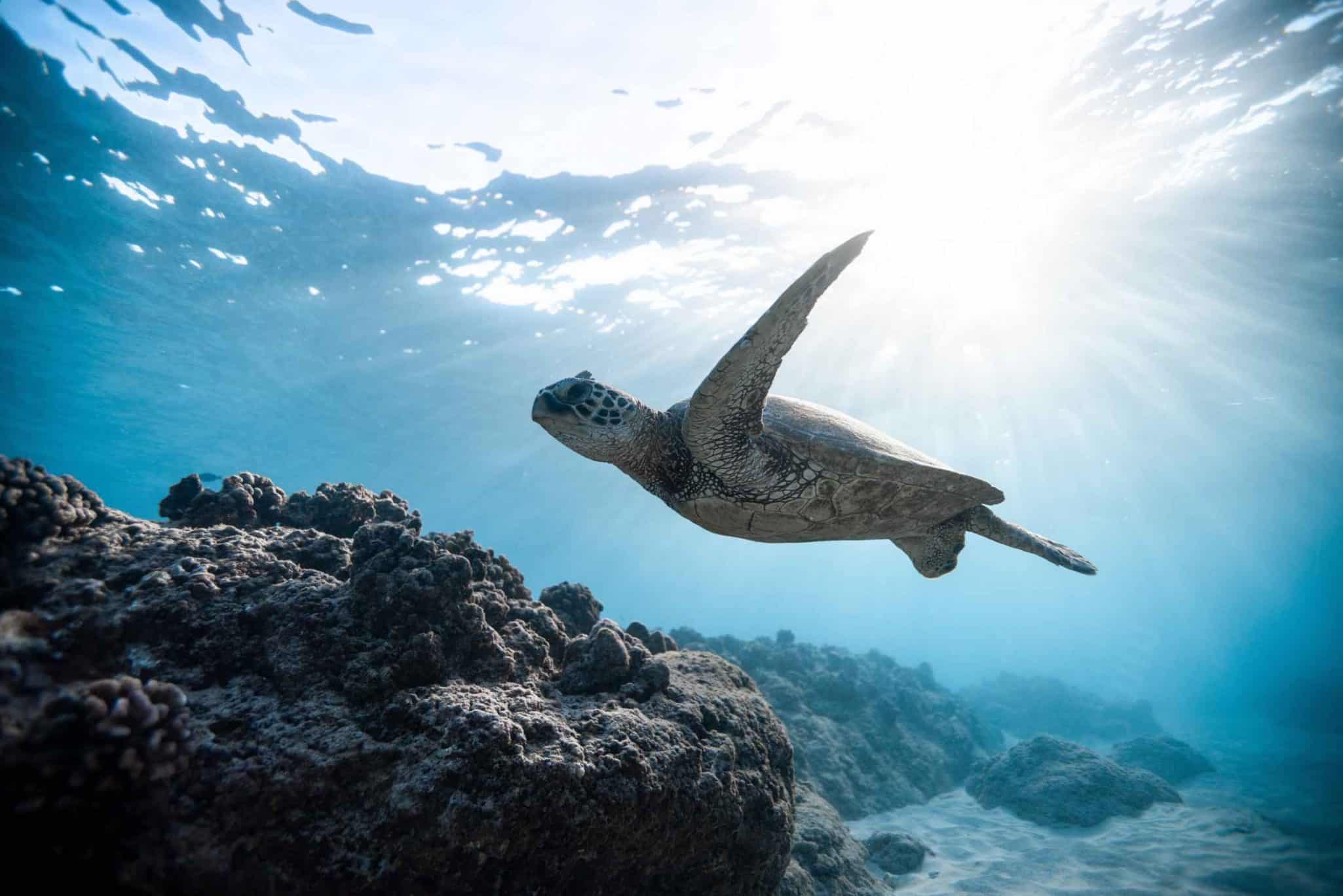 Mejores lugares para nadar con tortugas marinas
