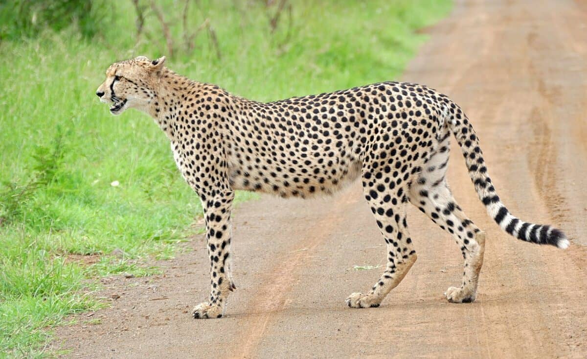 Cheetah legs 