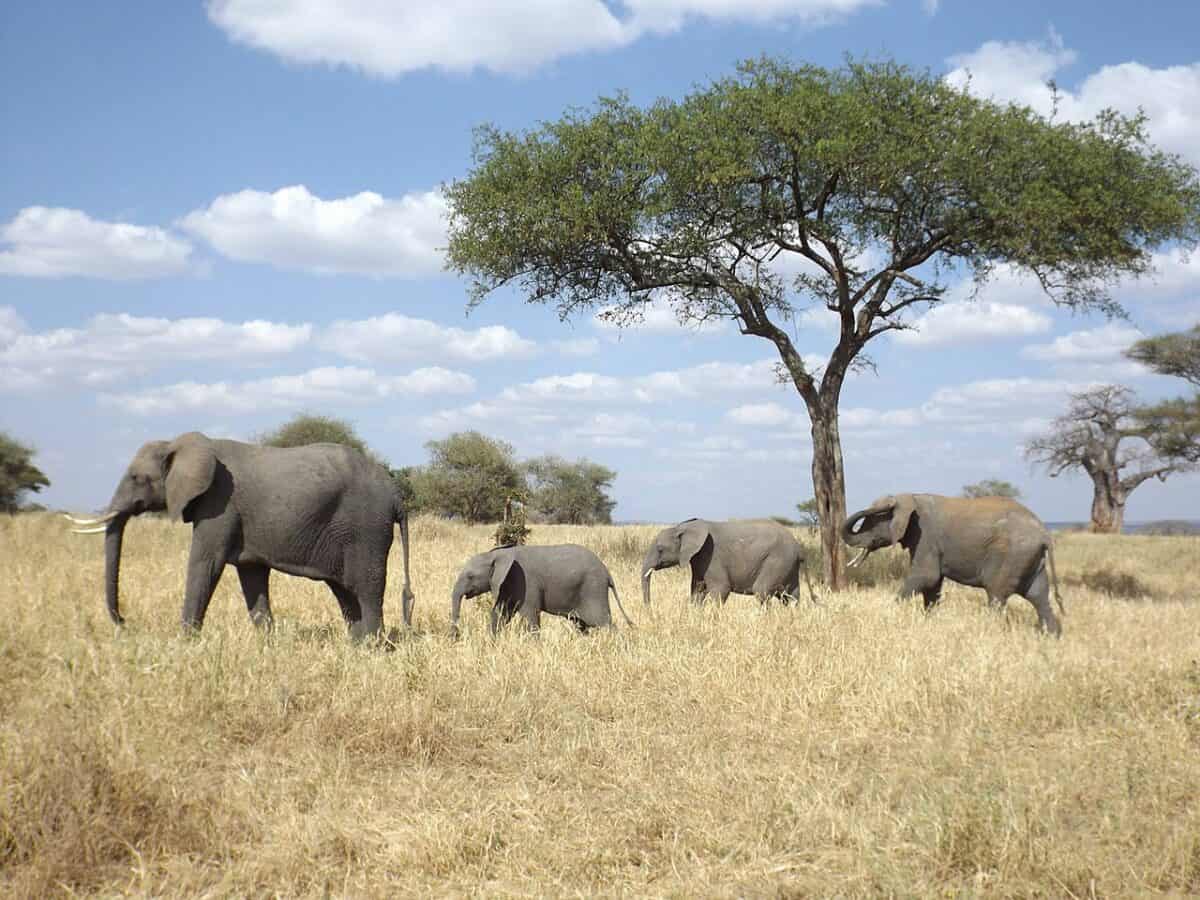 Elephant family in Tanzania