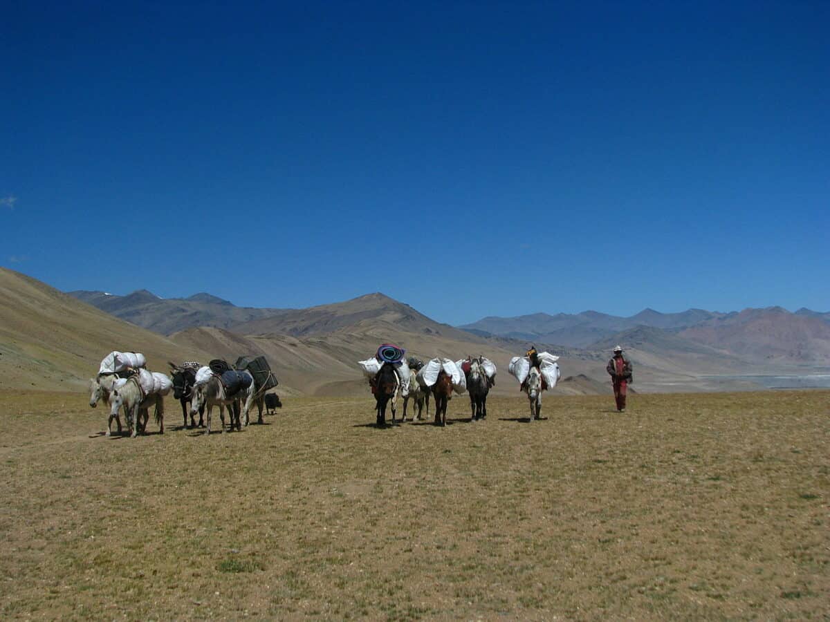 Horse back treks