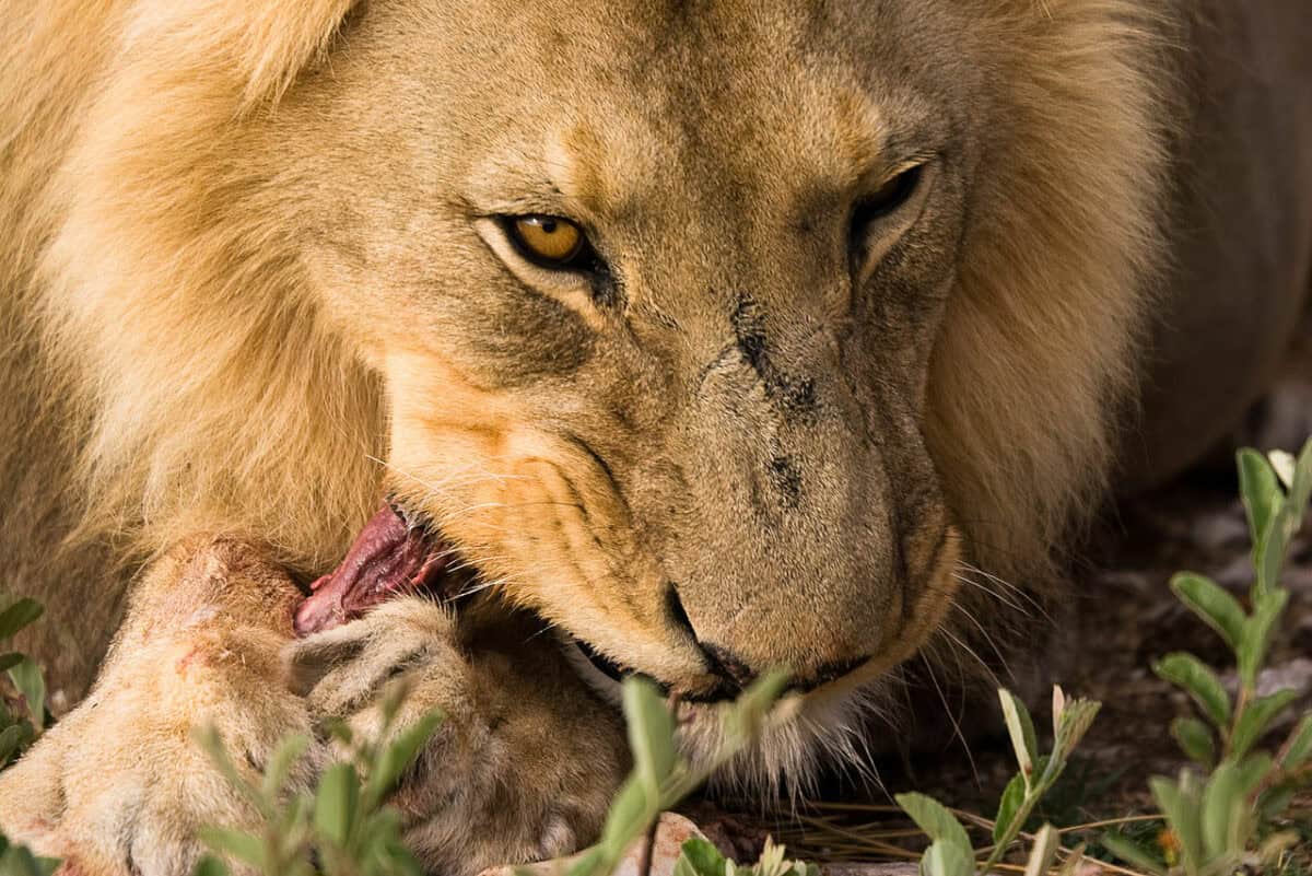 Lion eating 