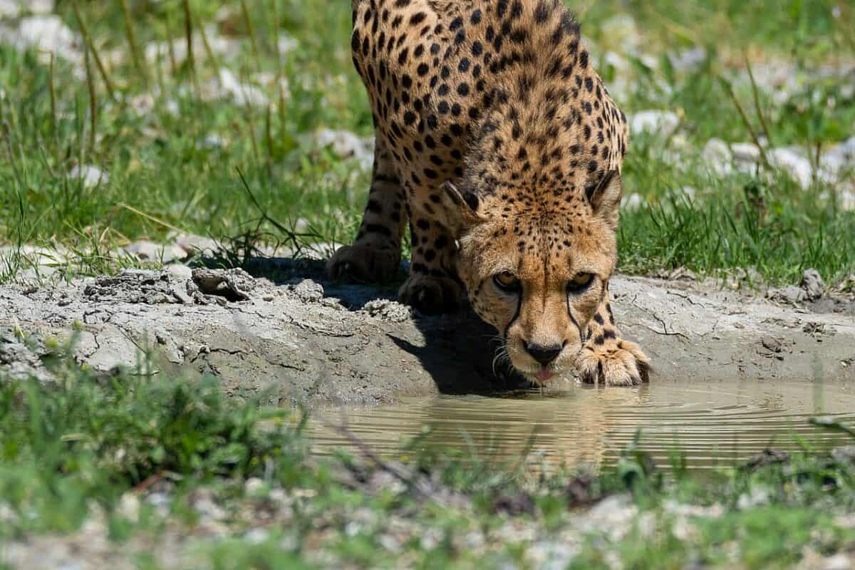 Cheetah drinking water. 