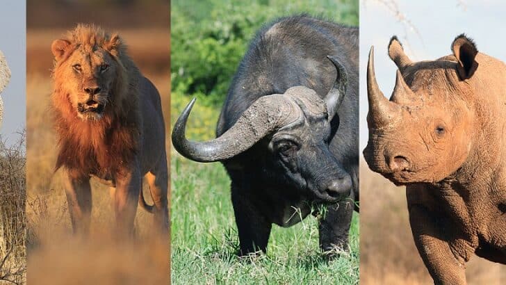 Animals and Wildlife in Africa