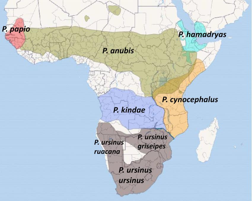 Mapa de localización de los babuinos en África