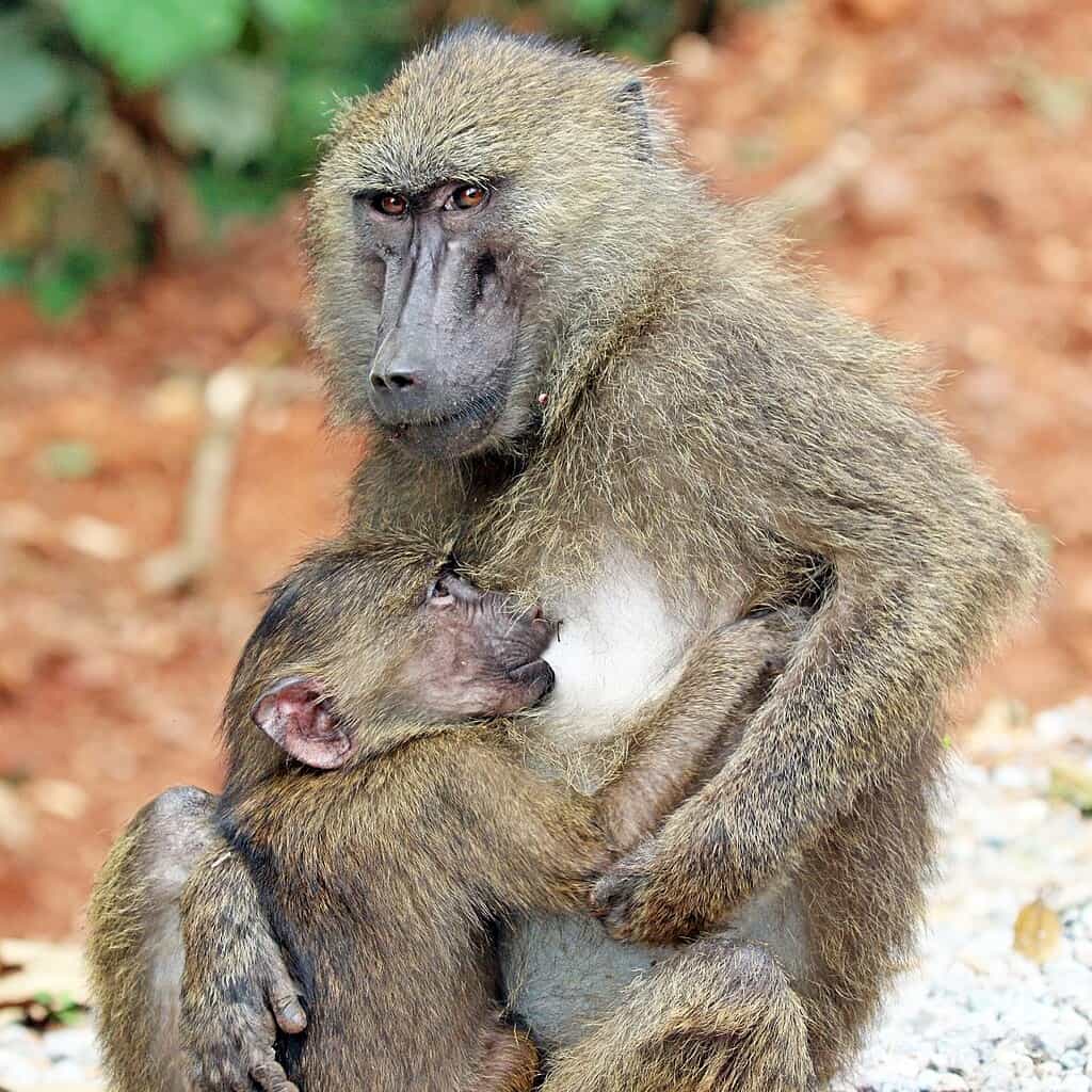Baboons hugging
