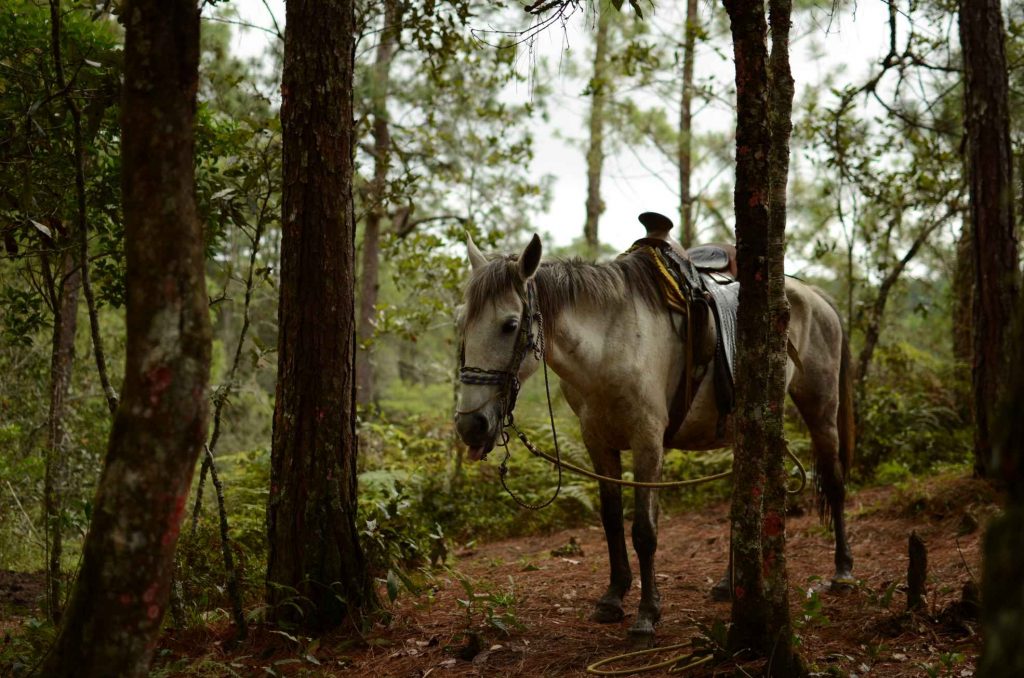 Caballo de Tailandia en pruebas forestales Los 10 mejores paseos a caballo de varios días