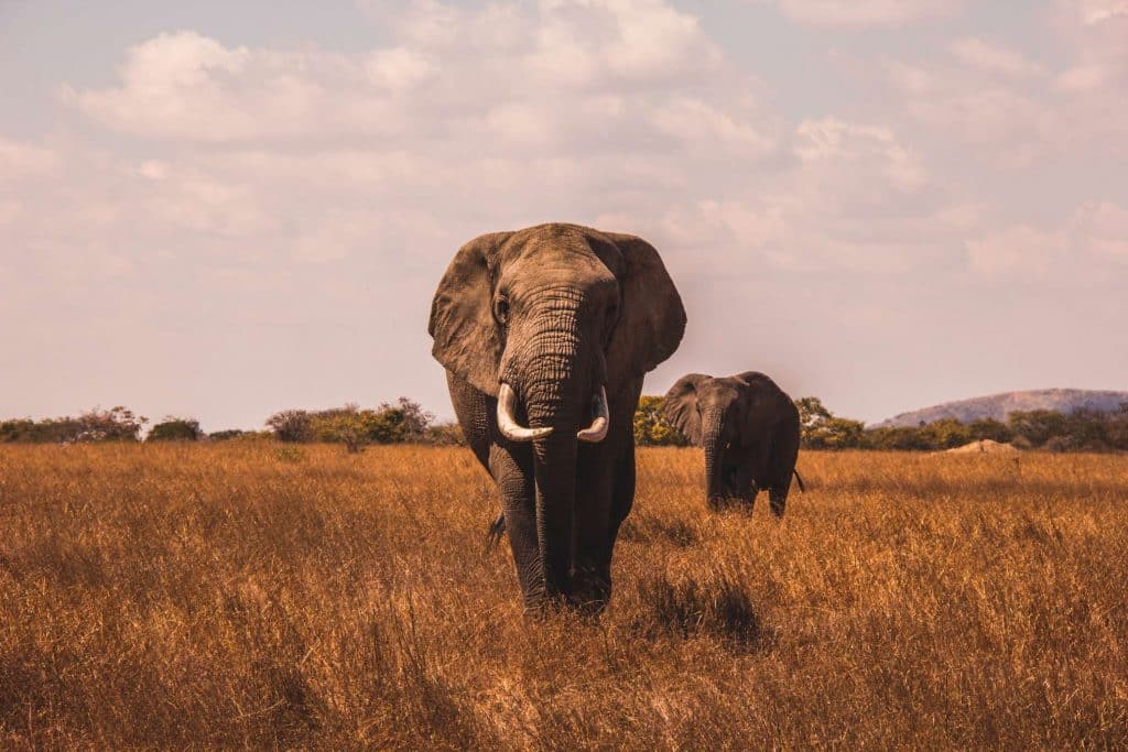 Safari-Elefant