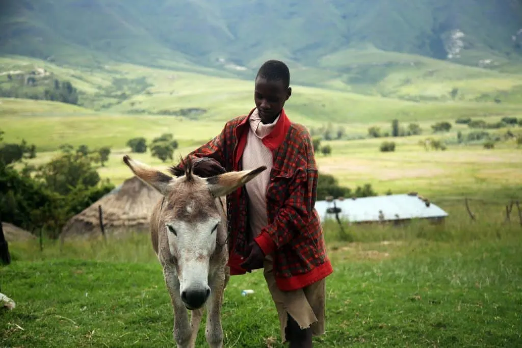 Treffen Sie die Einheimischen von Lesotho auf einem Pferdetrekking.