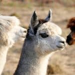 The 4 Best Places to See Alpacas
