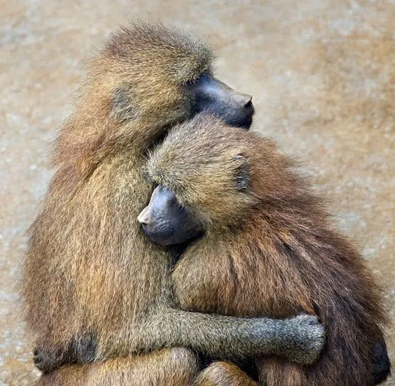 Chacma Baboons embrace