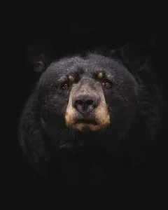 el oso negro agresivo