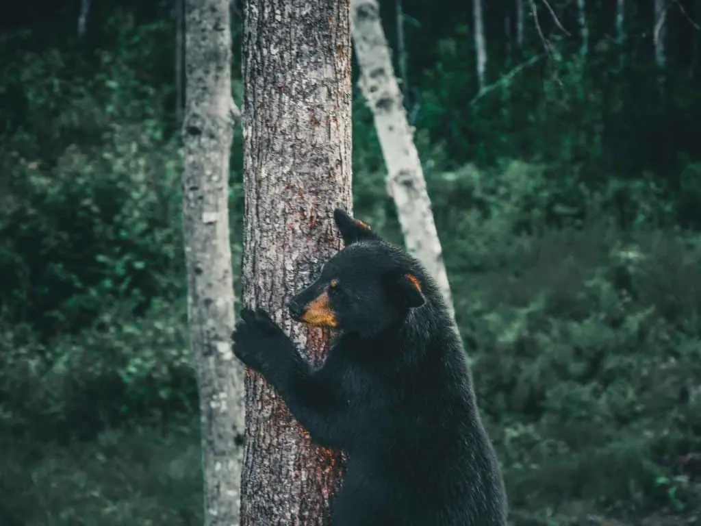 black bear climbing tree