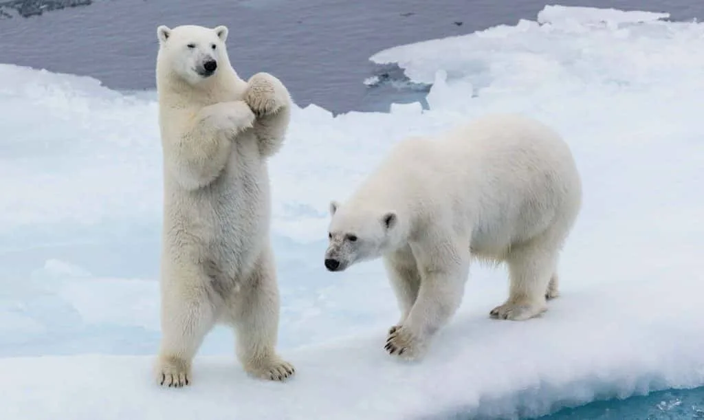 Eisbären Norwegen