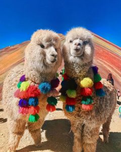alpacas wearing south american ornaments on red mountains
