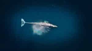 Blue Whale Azores