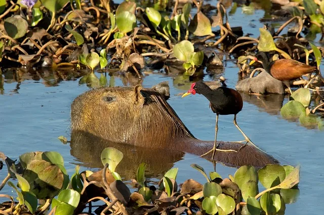 animales del capibara amazónico