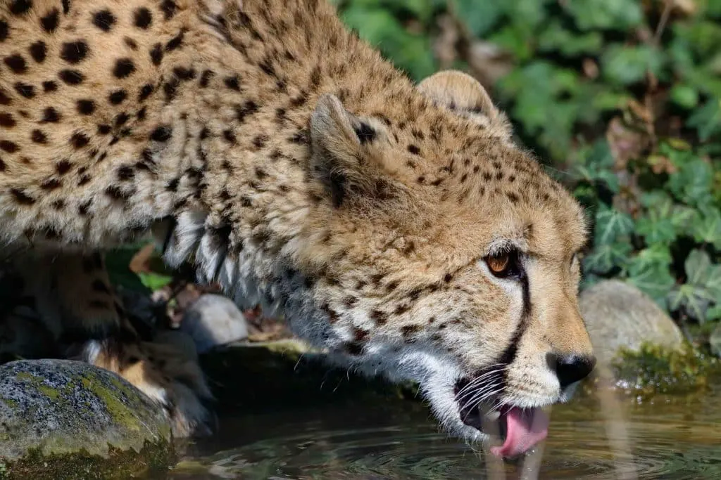Begegnung mit wilden Geparden bei Affrica-Diät