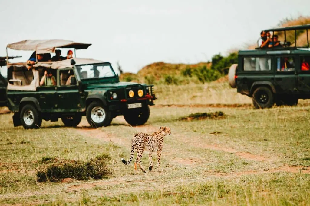 Begegnung mit Geparden in freier Wildbahn