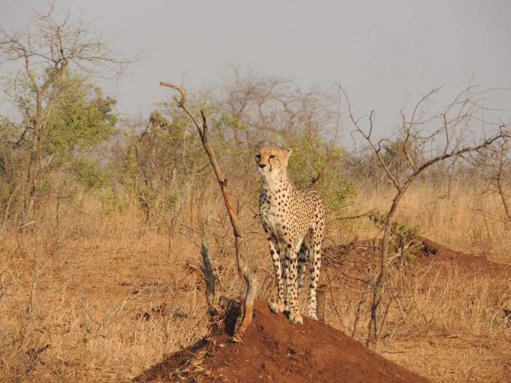 Begegnung mit Geparden im Wildführer namibia