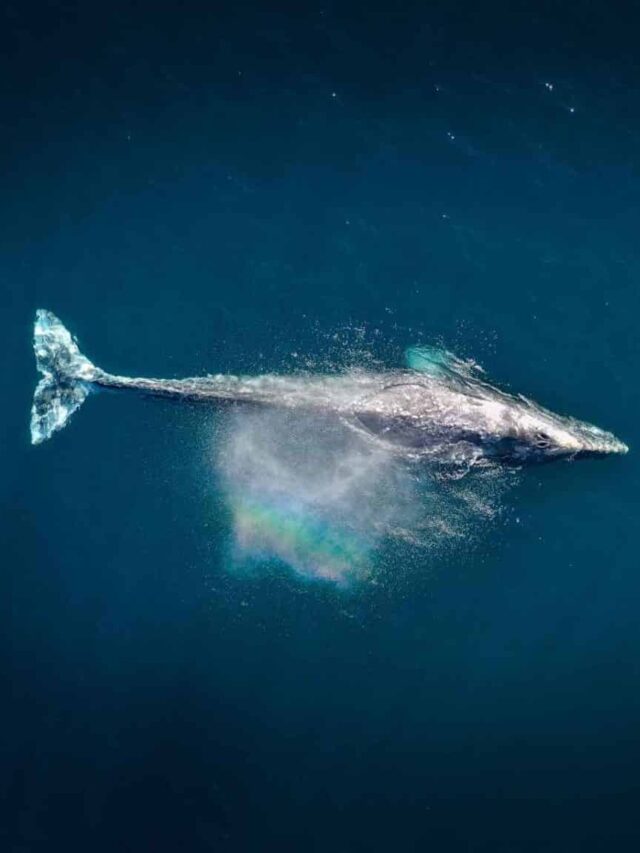 Blue Whale Azores