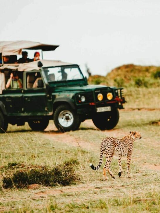Top 10 Safari Parks in Africa