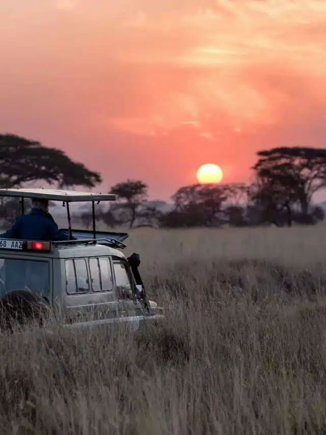 Top 10 Best Safari Countries in 2023