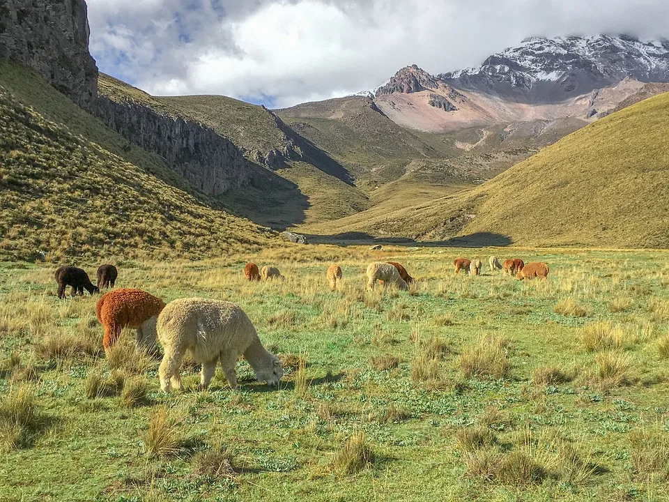 Alpakas auf der Weide in Ecuador
